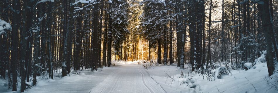 landscape photography of snow pathway between trees during winter